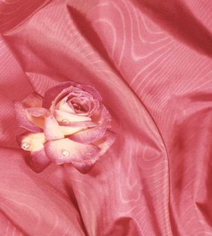 Rose on pink taffeta
